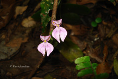 Disperis neilgherrensis